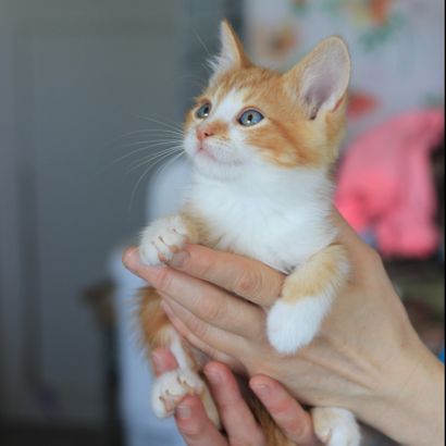 Лучик