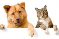 В  Китае  из меню исключат мясо кошек и собак