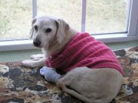 Самая старая собака в мире умерла в Нью-Йорке