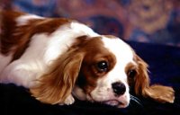 Высказывания о собаках...