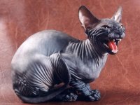 Девятая жизнь кошки Девятая жизнь кошки