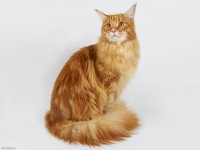 Девятая жизнь кошки Девятая жизнь кошки