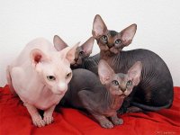 Интересные факты из жизни котов