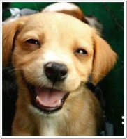 Собачья улыбка