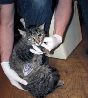 Жестокая мода для животных