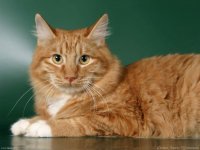 Кот воскрес спустя 9 месяцев после похорон