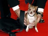 На 19 году жизни умерла любимая собака