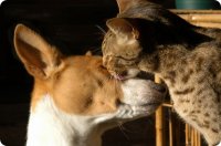 Домашние животные - наши друзья и целители