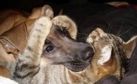 Угроза здоровью домашних животных - курение хозяев Угроза здоровью домашних животных - курение хозяев