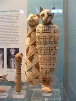 Египетские кошки Египетские кошки