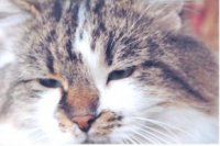 Яша - любимый  кот  Черновецкого