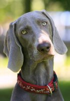 От жары в Киеве умирают домашние животные