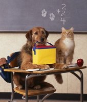 Лучший друг человека - собака или кошка?