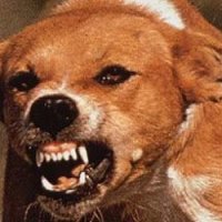 Владельцев напавших на людей собак предлагают лишать свободы