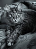 Главные заблуждения о питании кошек