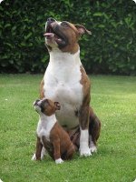 Жители крупных городов Украины поддерживают обязательную регистрацию домашних животных