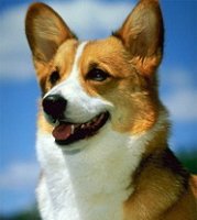 Жители крупных городов Украины поддерживают обязательную регистрацию домашних животных