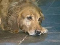 Самые опасные болезни собак