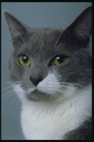 Болезни кошек, признаки и особенности