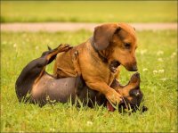 Осторожно, клещи!