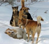 Бездомные собаки мешают проведению Евро-2012