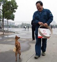 Собака с человечьей походкой