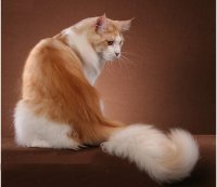 Сколько кошке человеческих лет?