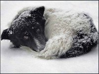 Обморожения у собак