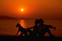 Домашние питомцы спасают людей