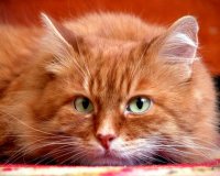 Удивительный мир кошек