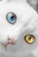 Удивительный мир кошек
