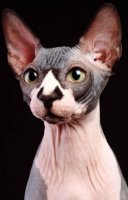 Удивительный мир кошек