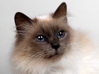 Удивительный мир кошек