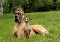 Собаки  умирали  после  прогулки