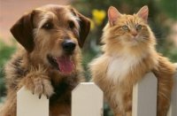 Смертельная опасность от домашних питомцев