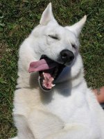 Отчего собаки лают