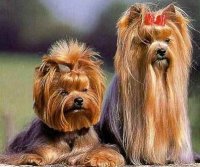 Популярность собак