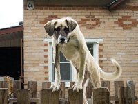 Эвтаназия и стерилизация домашних животных
