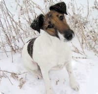 Эвтаназия домашних животных
