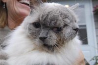 Кот с двумя головами
