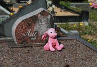 День памяти умерших животных