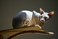 Кошачья агрессия