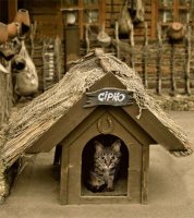 Кошачья агрессия