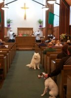 Благословение домашних питомцев