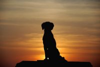 ЕВТАНАЗІЯ ТВАРИН