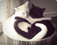 СТЕРИЛИЗАЦИЯ ЖИВОТНЫХ