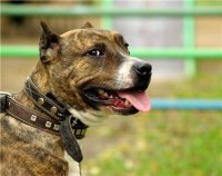 БОЙЦОВЫЕ СОБАКИ