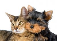 ПОСЛЕДНИЙ ПРИЮТ ЧЕТВЕРОНОГИМ ЧЛЕНАМ СЕМЬИ