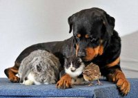 ПОСЛЕДНИЙ ПРИЮТ ЧЕТВЕРОНОГИМ ЧЛЕНАМ СЕМЬИ