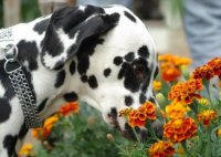 ЗАХОРОНЕНИЯ ЖИВОТНЫХ